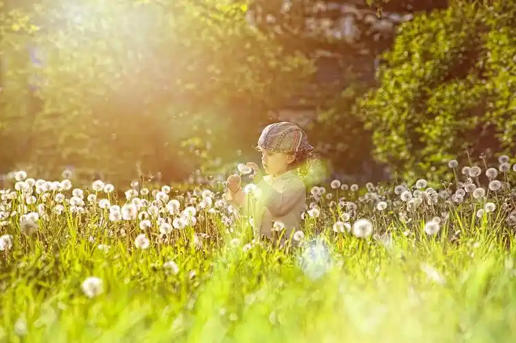 吹蒲公英的种子在公园的小卷发女孩