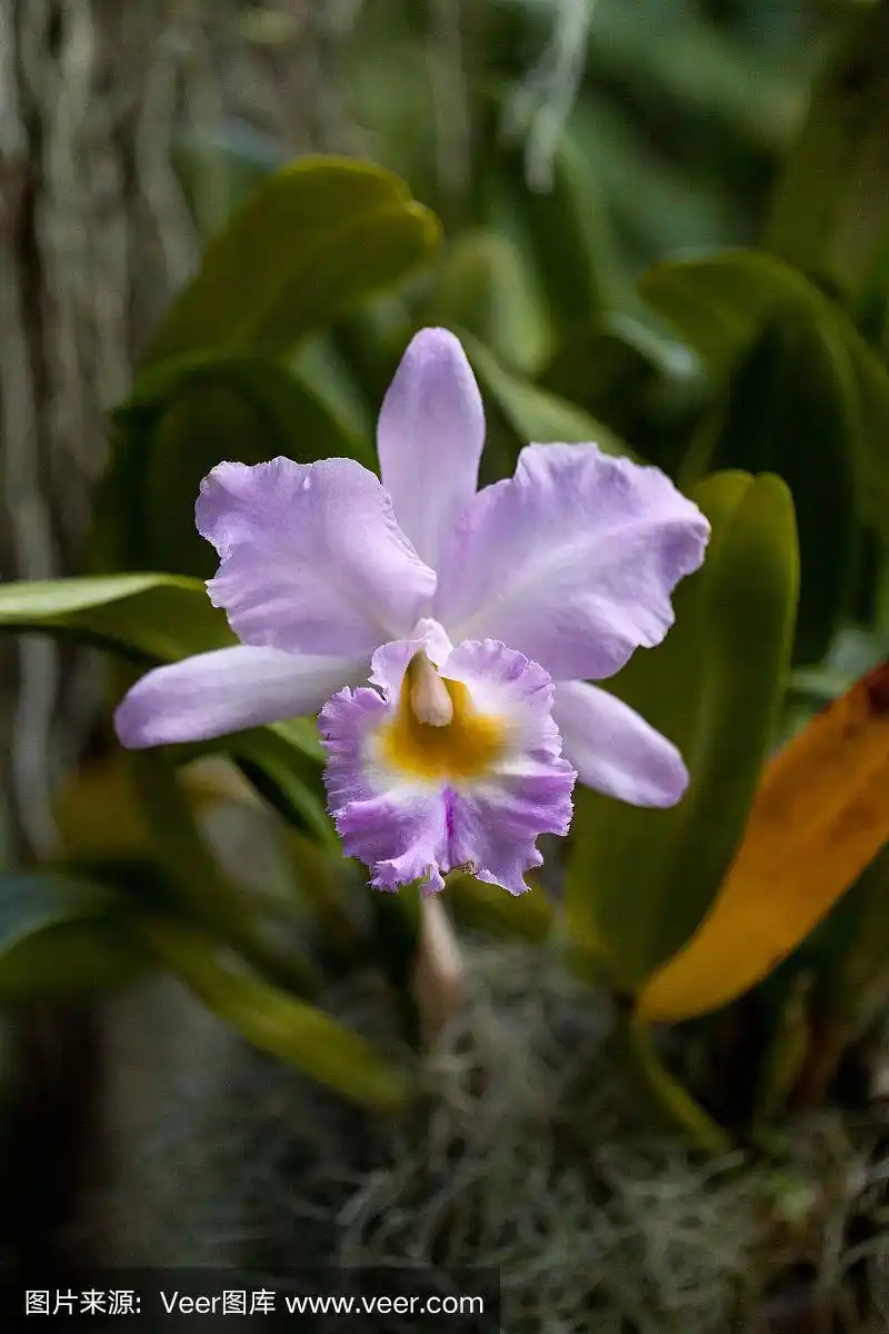 兰花,紫色,洋兰,花头,植物园