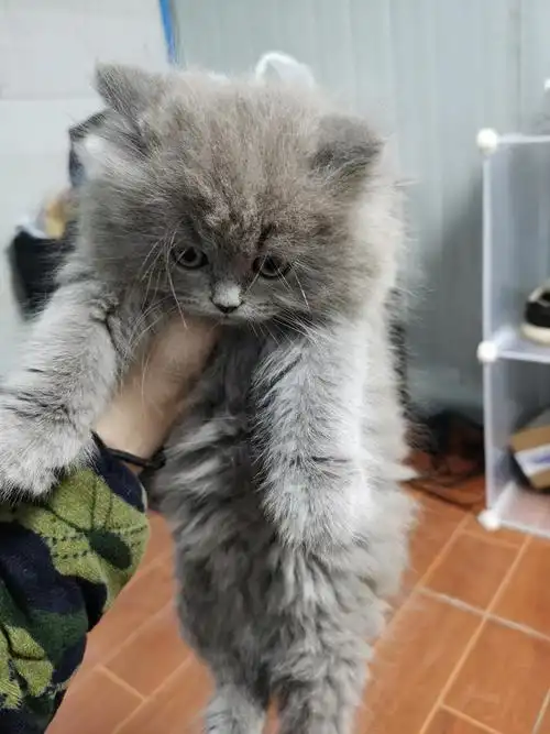 蓝猫长毛小可爱找新家