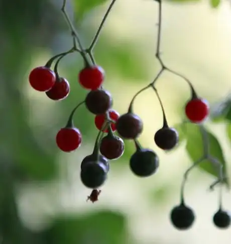 同问这个野果叫什么