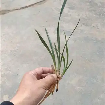 下山龙根春兰中矮种荷瓣赌草