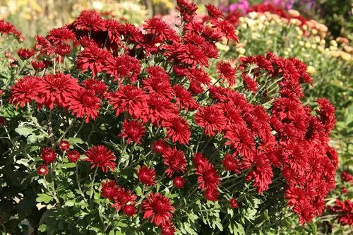 菊花,特写,红色,花卉