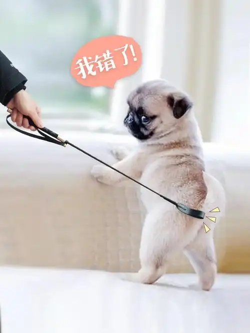 特价击器狗_打狗棒狗狗训练神器软击训犬鞭训狗装备马犬训狗器宠物