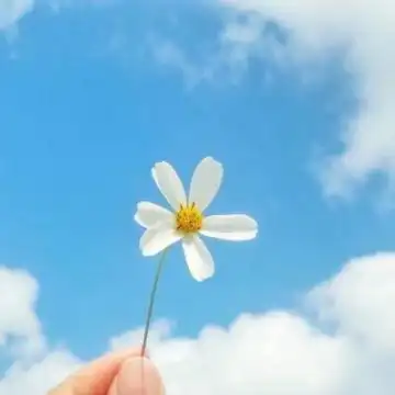 有意境带好运的风景头像大全 微信风景头像真实花草图片