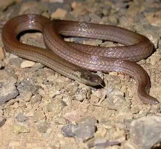 两头蛇(游蛇科动物)