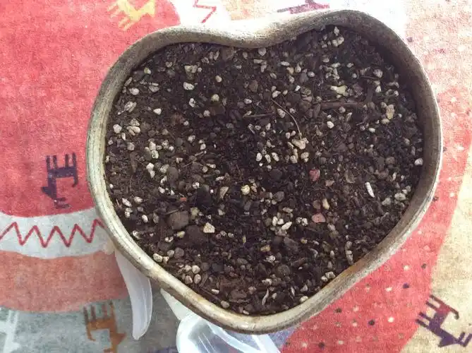 2020年8月12日我和爸爸一起把学校发的洋桔梗种子种进土里