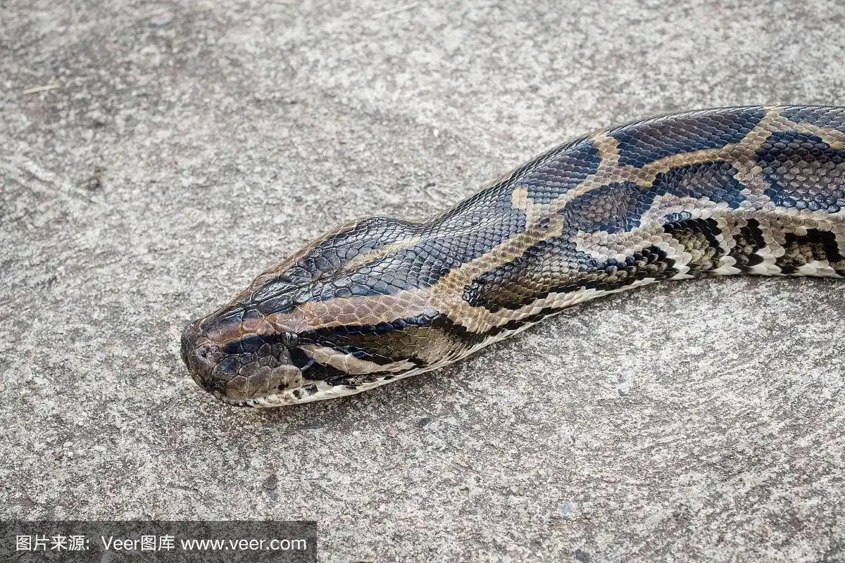 缅甸巨蟒在水泥地板上爬行的特写.