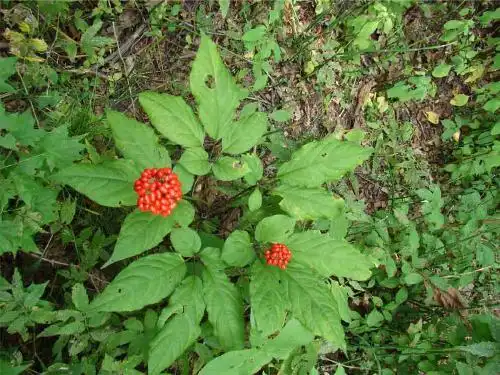 野人参叶子图片和照片