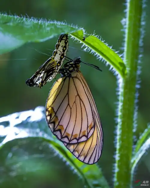蝴蝶的羽化