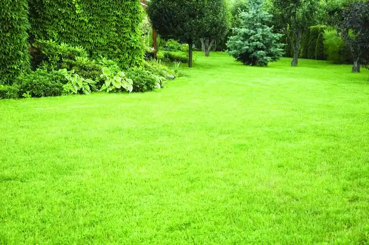 青绿色草地图片,高清图片