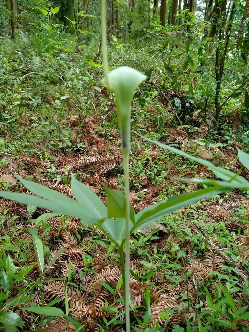 大山里的原生态 #野生药材#天南星#有认识的吗 #切记#有 - 抖音