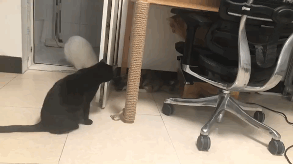 由于极度缺乏安感,它在桌子角落里躲了好几天,不愿意出来,女士没办法