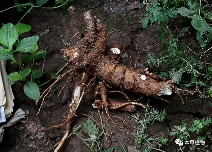 商陆(垂序商陆---根)