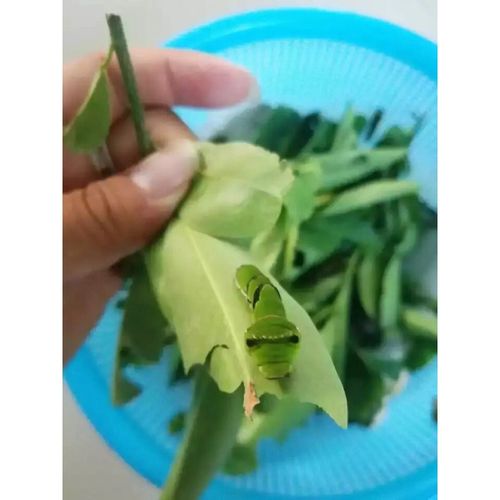 蛹卵宠物昆虫爬虫蝴蝶放飞标本毛毛虫蚕宝宝 20只达摩凤蝶幼虫套装