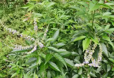 农村山里的"黄金棍",能做粽子能驱蚊,药用价值还很高,你认识吗