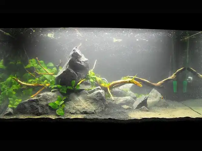 [转贴] 4个"野风"的沉木石景缸 [17p] - 水草造景 - cta南美水族