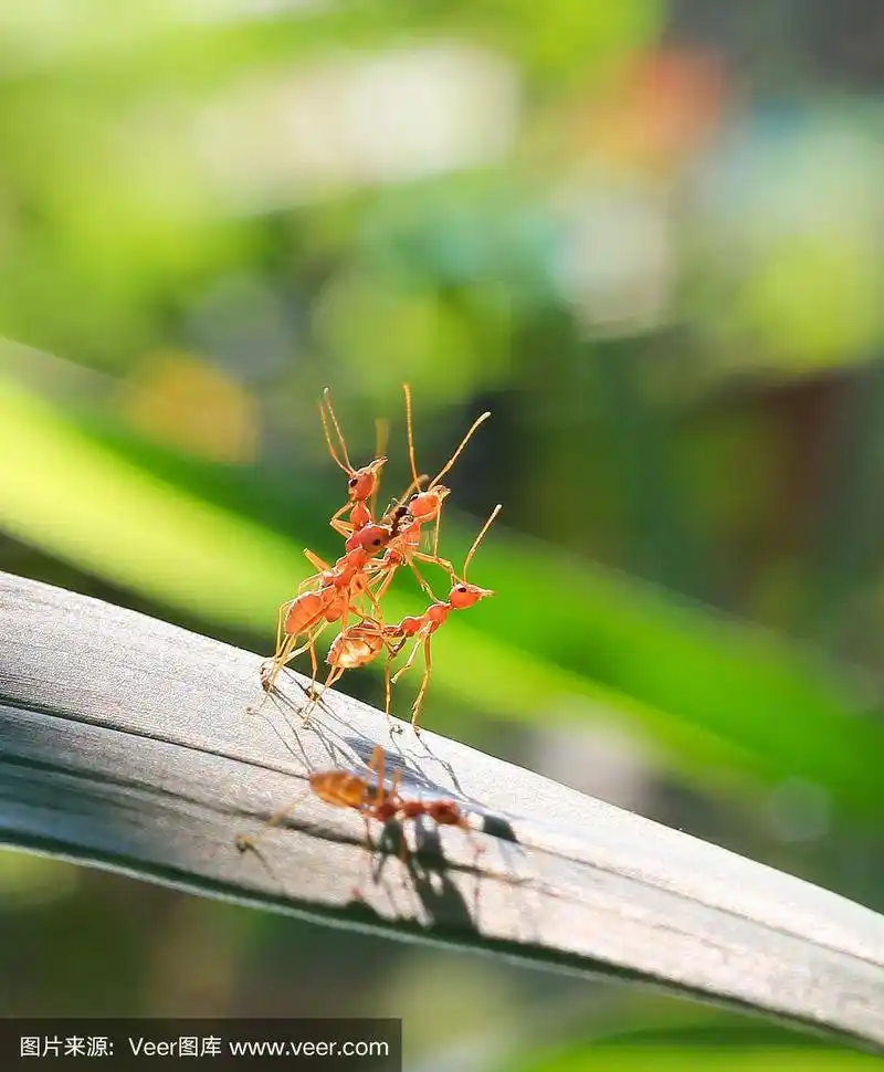 红蚂蚁在绿色的大自然或花园中协同工作
