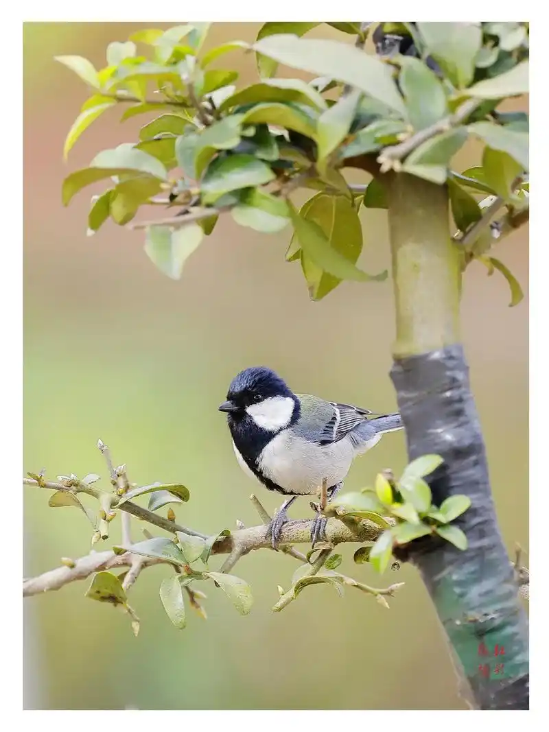 今天3月3号是第9个世界动植物日!将我拍的作品献给大家!感谢 - 抖音