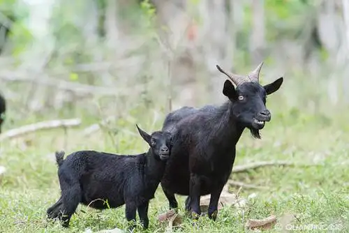 山羊图片_图片大全
