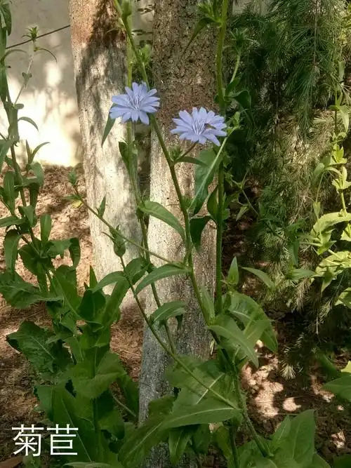 菊科    全草入药,能清热解毒,利尿消肿.