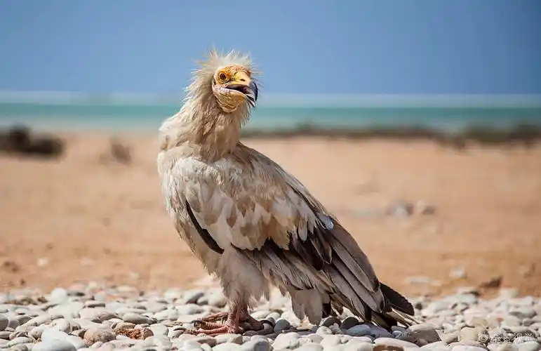 白兀鹫_秃鹰_埃及秃鹫_野生_许多_岛屿_索科特拉岛_也门_图片素材