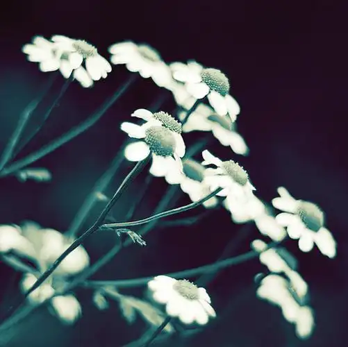 淡然幽香静默奉献无所取唯美意境图片