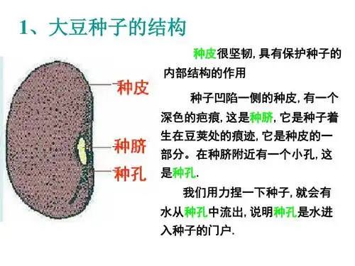 1,大豆种子的结构 种皮很坚韧,具有保护种子的 内部结构的作用 种子