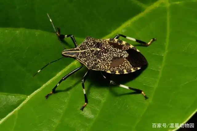 小时候很多常见的虫子都令人难忘,例如这五种昆虫,臭到怀疑人生