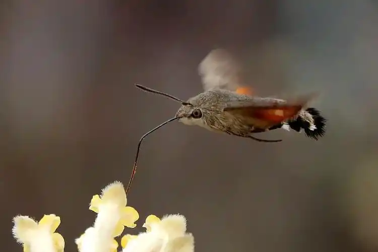 多情原创美图青背长喙天蛾