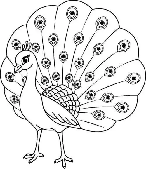 漂亮简单的孔雀简笔画