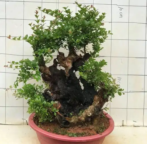 赤楠盆景树桩熟桩红杨小叶赤楠下山老桩三叶红芽阳台室内盆栽绿植