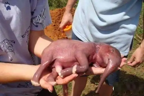 18张刚出生的小动物照片第一个你就不认识