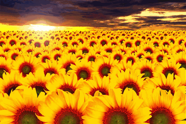 愿你每天都有向日葵一样的心情