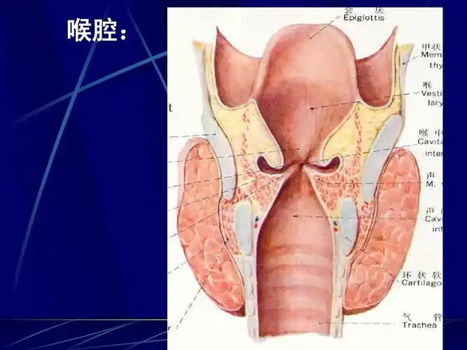《人体解剖生理学》呼吸系统ppt