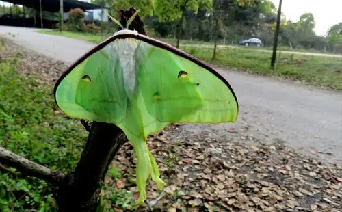 【原创】长尾水青蛾