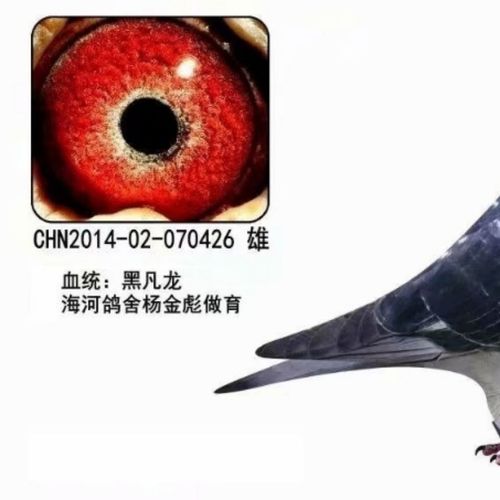 天津杨金彪凡龙配雅克弗雷迪