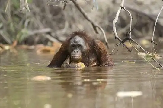 大猩猩在水中游泳寻觅食物(组图)