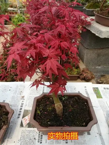 原生日本红枫 红舞姬盆景一本多杆素材苗