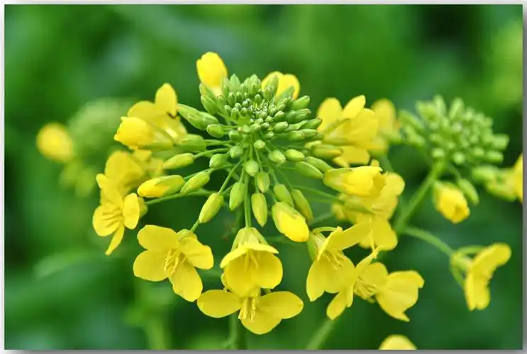 春天,是油菜花盛开的季节.