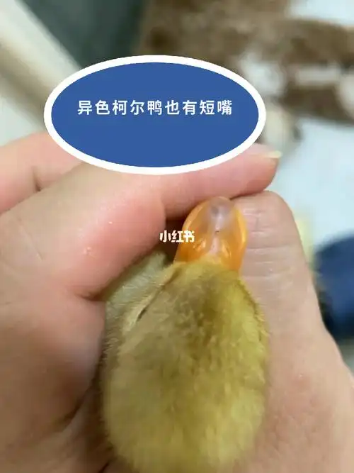 黄头奶盖色柯尔鸭