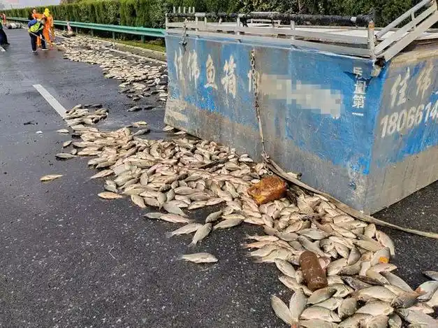 阜南县出发装载一箱鲜活鲫鱼杨某某驾驶皖kst561货车2023年10月13日上