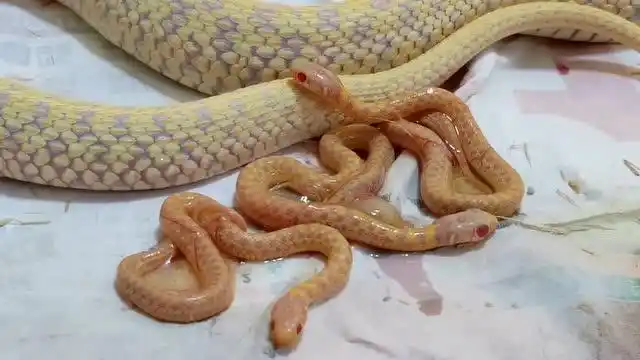 实拍胎生蛇生产过程,能直接生出小蛇