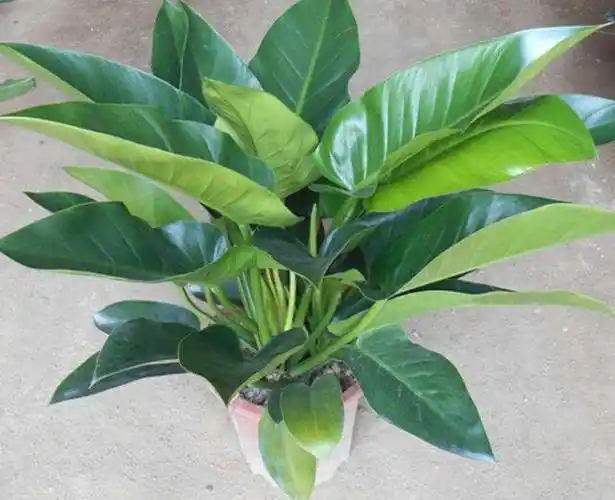 绿帝王蔓绿绒怎么养,绿帝王蔓绿绒的养护方法(喜散光)