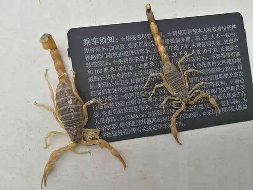 蝎子繁殖的过程