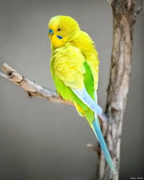 生活在哥伦比亚云雾林的黄耳长尾鹦鹉