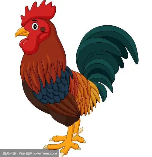 卡通公鸡孤立在白色背景