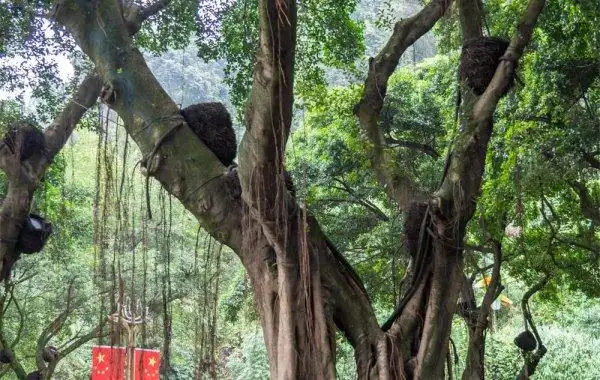 榕树像什么有什么特点