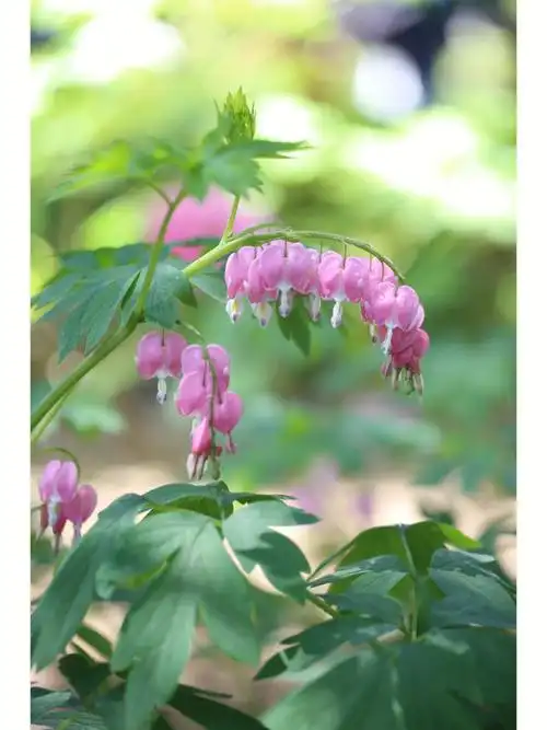 景山公园荷包牡丹