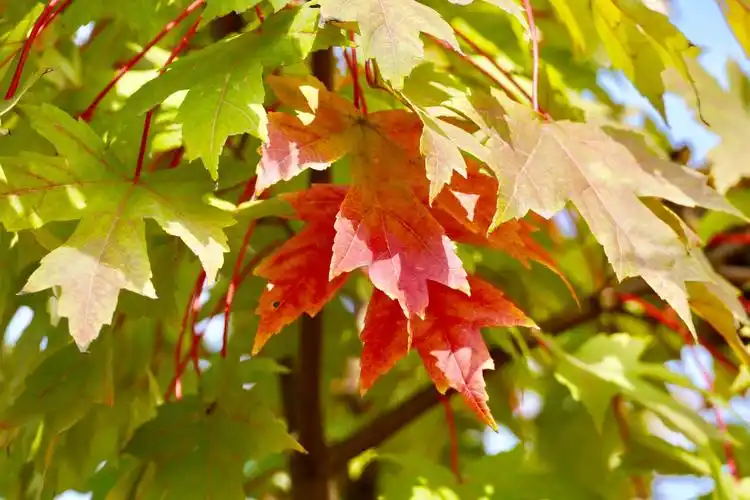 糖槭,也称糖枫北美枫树种.