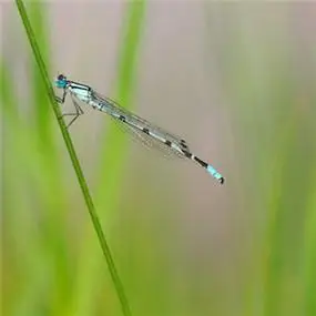 最稀有的蜻蜓头像